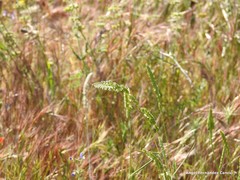 Dactylis glomerata hispanica