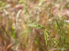 Dactylis glomerata hispanica