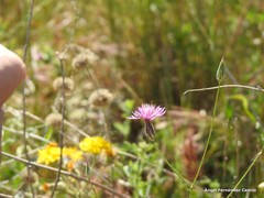 Crupina crupinastrum
