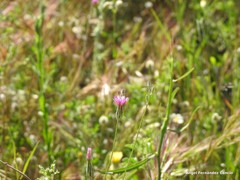 Crupina crupinastrum
