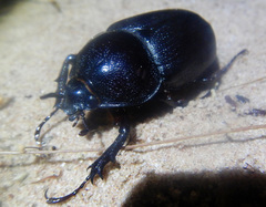 Haploscapanes barbarossa
