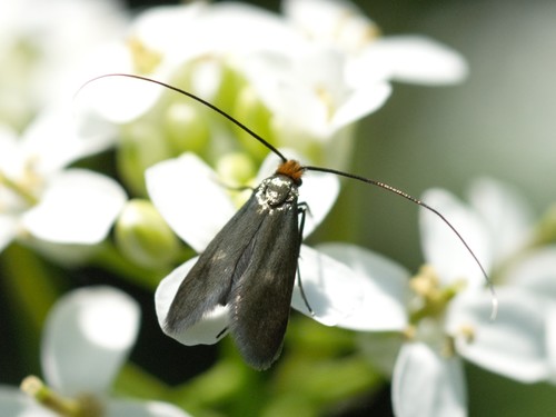 Meadow Longhorn, photo 2 of 10