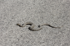 Nerodia sipedon insularum