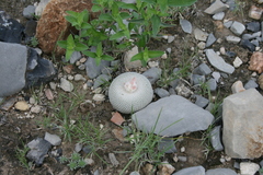 Epithelantha ilariae