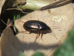 Amara familiaris