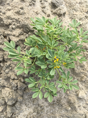 Cleomella obtusifolia