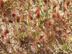 Crepis alpina
