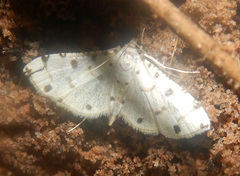 Pycnarmon meritalis