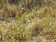 Bellardia trixago