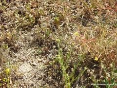 Plantago lagopus