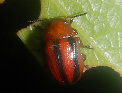 Calomela suturalis