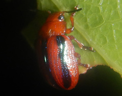Calomela suturalis