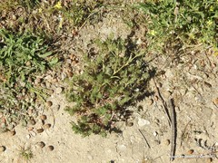 Neatostema apulum