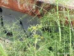 Pallenis spinosa