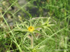 Pallenis spinosa