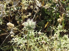 Echinops strigosus