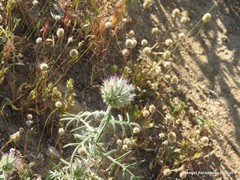 Echinops strigosus