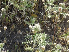 Echinops strigosus