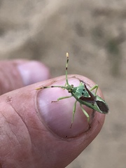 Ceratopachys nigricornis