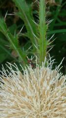 Prepops rubrovittatus