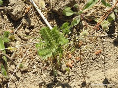 Neatostema apulum