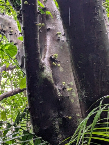 Ficus variegata, photograph 2