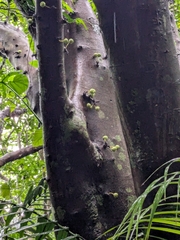 Ficus variegata, photograph author not stated, no rights reserved