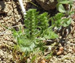 Neatostema apulum