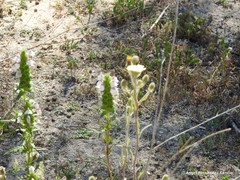 Bellardia trixago