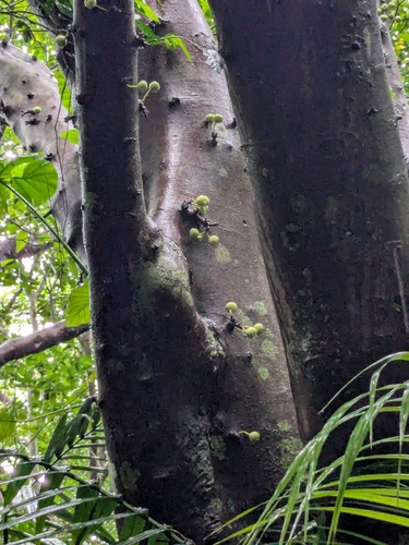 Ficus variegata, photograph 3