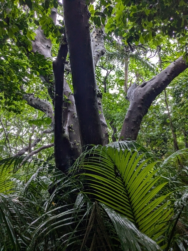 Ficus variegata, photograph 4