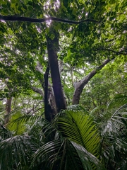 Ficus variegata, photograph author not stated, no rights reserved