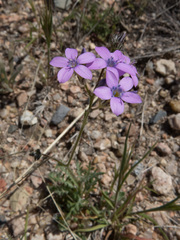 Gilia flavocincta