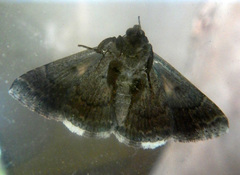 Dysgonia senex