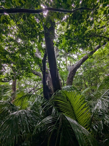 Ficus variegata, photograph 6