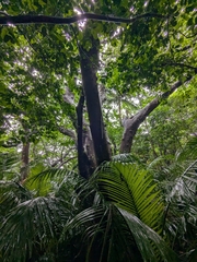 Ficus variegata, photograph author not stated, no rights reserved