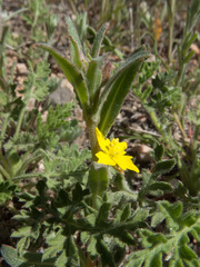 Camissoniopsis micrantha