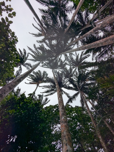 Satakentia liukiuensis, photograph 3