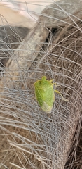 Chinavia pallidoconspersa