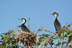Phalacrocorax carbo