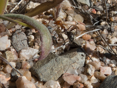 Myrmecocystus