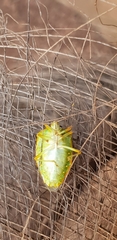 Chinavia pallidoconspersa