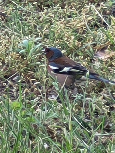 Common Chaffinch