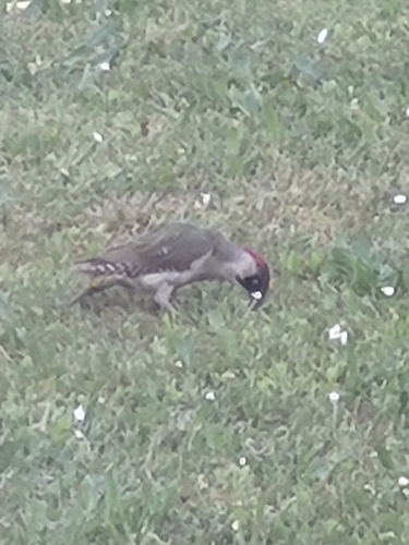 Eurasian Green Woodpecker