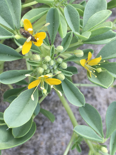 cleomella obtusifolia