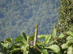 Spinus xanthogastrus