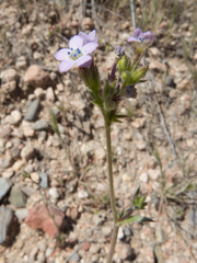 Gilia stellata