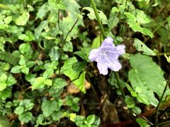 Strobilanthes rankanensis