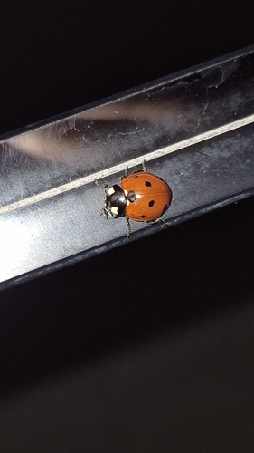 Seven-spotted Lady Beetle