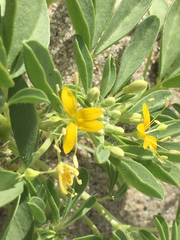 Cleomella obtusifolia